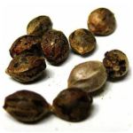 Семена марихуаны АК-47  (Seeds AK-47) в Дегтярске